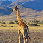 Een giraffe tijdens de sundowner op de Little Sossus Campsite<br/>Copyright © JTravel.nl Een giraffe tijdens de sundowner op de Little Sossus Campsite / Copyright © JTravel.nl