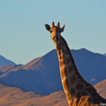 Een giraffe tijdens de sundowner op de Little Sossus Campsite<br/>Copyright © JTravel.nl Een giraffe tijdens de sundowner op de Little Sossus Campsite / Copyright © JTravel.nl