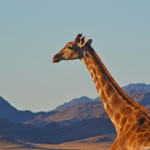 Een giraffe tijdens de sundowner op de Little Sossus Campsite<br/>Copyright © JTravel.nl Een giraffe tijdens de sundowner op de Little Sossus Campsite / Copyright © JTravel.nl