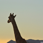 Een giraffe tijdens de sundowner op de Little Sossus Campsite<br/>Copyright © JTravel.nl Een giraffe tijdens de sundowner op de Little Sossus Campsite / Copyright © JTravel.nl