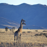 Giraffes tijdens de sundowner op de Little Sossus Campsite<br/>Copyright © JTravel.nl Giraffes tijdens de sundowner op de Little Sossus Campsite / Copyright © JTravel.nl