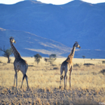 Giraffes tijdens de sundowner op de Little Sossus Campsite<br/>Copyright © JTravel.nl Giraffes tijdens de sundowner op de Little Sossus Campsite / Copyright © JTravel.nl