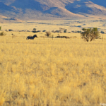 Een zebra tijdens de sundowner op de Little Sossus Campsite<br/>Copyright © JTravel.nl Een zebra tijdens de sundowner op de Little Sossus Campsite / Copyright © JTravel.nl