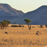 Springbokken tijdens de sundowner op de Little Sossus Campsite<br/>Copyright © JTravel.nl Springbokken tijdens de sundowner op de Little Sossus Campsite / Copyright © JTravel.nl
