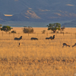 Springbokken en zebra's tijdens de sundowner op de Little Sossus Campsite<br/>Copyright © JTravel.nl Springbokken en zebra's tijdens de sundowner op de Little Sossus Campsite / Copyright © JTravel.nl