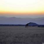 Een giraffe tijdens de sundowner op de Little Sossus Campsite<br/>Copyright © JTravel.nl Een giraffe tijdens de sundowner op de Little Sossus Campsite / Copyright © JTravel.nl