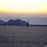 Een giraffe tijdens de sundowner op de Little Sossus Campsite<br/>Copyright © JTravel.nl Een giraffe tijdens de sundowner op de Little Sossus Campsite / Copyright © JTravel.nl
