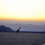 Een giraffe tijdens de sundowner op de Little Sossus Campsite<br/>Copyright © JTravel.nl Een giraffe tijdens de sundowner op de Little Sossus Campsite / Copyright © JTravel.nl