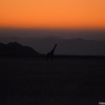 Een giraffe in het rode avondlicht tijdens de sundowner op de Little Sossus Campsite<br/>Copyright © JTravel.nl Een giraffe in het rode avondlicht tijdens de sundowner op de Little Sossus Campsite / Copyright © JTravel.nl