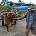 Een ossenkar bij de botenmakerij tussen Qui Nhon en Nha Trang op 17-9-2013<br/>Copyright © JTravel.nl Een ossenkar bij de botenmakerij tussen Qui Nhon en Nha Trang op 17-9-2013 / Copyright © JTravel.nl