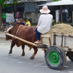 Een ossenkar nabij Nha Trang op 17-9-2013<br/>Copyright © JTravel.nl Een ossenkar nabij Nha Trang op 17-9-2013 / Copyright © JTravel.nl