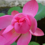 Een lotusbloem op 18-9-2013<br/>Copyright © JTravel.nl Een lotusbloem op 18-9-2013 / Copyright © JTravel.nl