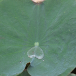 Een druppel water op het blad van een lotusbloem op 18-9-2013<br/>Copyright © JTravel.nl Een druppel water op het blad van een lotusbloem op 18-9-2013 / Copyright © JTravel.nl
