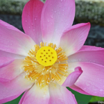 Een lotusbloem op 18-9-2013<br/>Copyright © JTravel.nl Een lotusbloem op 18-9-2013 / Copyright © JTravel.nl