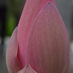 De knop van een lotusbloem op 18-9-2013<br/>Copyright © JTravel.nl De knop van een lotusbloem op 18-9-2013 / Copyright © JTravel.nl