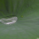 Een waterdruppel op een blad van een lotusbloem op 18-9-2013<br/>Copyright © JTravel.nl Een waterdruppel op een blad van een lotusbloem op 18-9-2013 / Copyright © JTravel.nl
