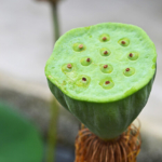 De binnenkant van een lotusbloem op 18-9-2013<br/>Copyright © JTravel.nl De binnenkant van een lotusbloem op 18-9-2013 / Copyright © JTravel.nl