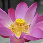 Een lotusbloem op 18-9-2013<br/>Copyright © JTravel.nl Een lotusbloem op 18-9-2013 / Copyright © JTravel.nl