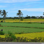 Rijstvelden met kleurnuances tussen Nha Trang en Phan Thiet op 18-9-2013<br/>Copyright © JTravel.nl Rijstvelden met kleurnuances tussen Nha Trang en Phan Thiet op 18-9-2013 / Copyright © JTravel.nl