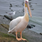 Een pelikaan in de haven van Walvis Bay<br/>Copyright © JTravel.nl Een pelikaan in de haven van Walvis Bay / Copyright © JTravel.nl