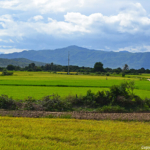 Rijstvelden met kleurnuances tussen Nha Trang en Phan Thiet op 18-9-2013<br/>Copyright © JTravel.nl Rijstvelden met kleurnuances tussen Nha Trang en Phan Thiet op 18-9-2013 / Copyright © JTravel.nl