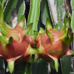 Dragonfruit op de plantage nabij Mui Ne op 18-9-2013<br/>Copyright © JTravel.nl Dragonfruit op de plantage nabij Mui Ne op 18-9-2013 / Copyright © JTravel.nl