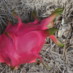 Een rijpe dragonfruit op de grond in de plantage nabij Mui Ne op 18-9-2013<br/>Copyright © JTravel.nl Een rijpe dragonfruit op de grond in de plantage nabij Mui Ne op 18-9-2013 / Copyright © JTravel.nl