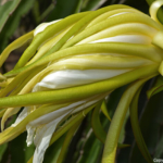 De bloem van een dragonfruit in de plantage nabij Mui Ne op 18-9-2013<br/>Copyright © JTravel.nl De bloem van een dragonfruit in de plantage nabij Mui Ne op 18-9-2013 / Copyright © JTravel.nl