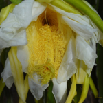 De bloem van een dragonfruit in de plantage nabij Mui Ne op 18-9-2013<br/>Copyright © JTravel.nl De bloem van een dragonfruit in de plantage nabij Mui Ne op 18-9-2013 / Copyright © JTravel.nl