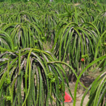 De dragonfruitplantage nabij Mui Ne op 18-9-2013<br/>Copyright © JTravel.nl De dragonfruitplantage nabij Mui Ne op 18-9-2013 / Copyright © JTravel.nl