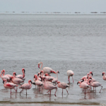 Flamingo's tijdens de living desert tour in de duinen van Sandwich Harbour<br/>Copyright © JTravel.nl Flamingo's tijdens de living desert tour in de duinen van Sandwich Harbour / Copyright © JTravel.nl