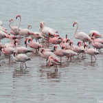 Flamingo's tijdens de living desert tour in de duinen van Sandwich Harbour<br/>Copyright © JTravel.nl Flamingo's tijdens de living desert tour in de duinen van Sandwich Harbour / Copyright © JTravel.nl