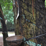 Het rubber uit een boom wordt opgevangen tussen Cu Chi en Cao Dai op 22-9-2013<br/>Copyright © JTravel.nl Het rubber uit een boom wordt opgevangen tussen Cu Chi en Cao Dai op 22-9-2013 / Copyright © JTravel.nl