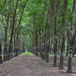 Rubberbomen tussen Cu Chi en Cao Dai op 22-9-2013<br/>Copyright © JTravel.nl Rubberbomen tussen Cu Chi en Cao Dai op 22-9-2013 / Copyright © JTravel.nl