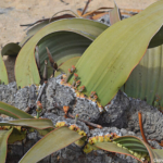 Een welwitschia<br/>Copyright © JTravel.nl Een welwitschia / Copyright © JTravel.nl