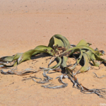 Een welwitschia<br/>Copyright © JTravel.nl Een welwitschia / Copyright © JTravel.nl
