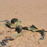 Een welwitschia<br/>Copyright © JTravel.nl Een welwitschia / Copyright © JTravel.nl