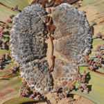 Een welwitschia<br/>Copyright © JTravel.nl Een welwitschia / Copyright © JTravel.nl