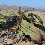 De 1500 jaar oude welwitischia<br/>Copyright © JTravel.nl De 1500 jaar oude welwitischia / Copyright © JTravel.nl