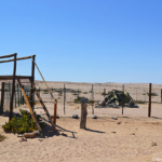 Zo kun je de 1500 jaar oude welwitschia bekijken<br/>Copyright © JTravel.nl Zo kun je de 1500 jaar oude welwitschia bekijken / Copyright © JTravel.nl