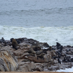 Zeehonden in Cape Cross<br/>Copyright © JTravel.nl Zeehonden in Cape Cross / Copyright © JTravel.nl