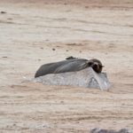 Een zeehond in Cape Cross<br/>Copyright © JTravel.nl Een zeehond in Cape Cross / Copyright © JTravel.nl