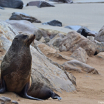 Een zeehond in Cape Cross<br/>Copyright © JTravel.nl Een zeehond in Cape Cross / Copyright © JTravel.nl