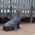 Zeehonden in Cape Cross<br/>Copyright © JTravel.nl Zeehonden in Cape Cross / Copyright © JTravel.nl