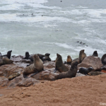 Zeehonden in Cape Cross<br/>Copyright © JTravel.nl Zeehonden in Cape Cross / Copyright © JTravel.nl