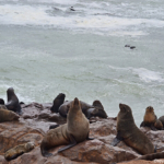 Zeehonden in Cape Cross<br/>Copyright © JTravel.nl Zeehonden in Cape Cross / Copyright © JTravel.nl