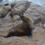 Zeehonden in Cape Cross<br/>Copyright © JTravel.nl Zeehonden in Cape Cross / Copyright © JTravel.nl