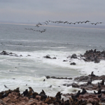 Zeehonden in Cape Cross<br/>Copyright © JTravel.nl Zeehonden in Cape Cross / Copyright © JTravel.nl