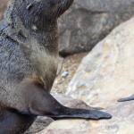 Een zeehond in Cape Cross<br/>Copyright © JTravel.nl Een zeehond in Cape Cross / Copyright © JTravel.nl