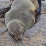 Een zeehond in Cape Cross<br/>Copyright © JTravel.nl Een zeehond in Cape Cross / Copyright © JTravel.nl